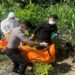 Foto : Evakuasi Penemuan Mayat di area perkebunan Kelurahan Ampana, Kamis (18/12/2025).