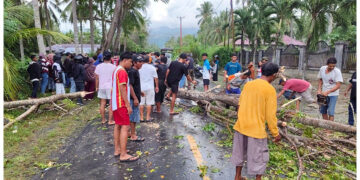 Pengendara Motor Meninggal di Tempat Usai Tertimpa Pohon di Jalan Trans Sulawesi, Dusun I Desa Tete A. Minggu, 19 April 2026